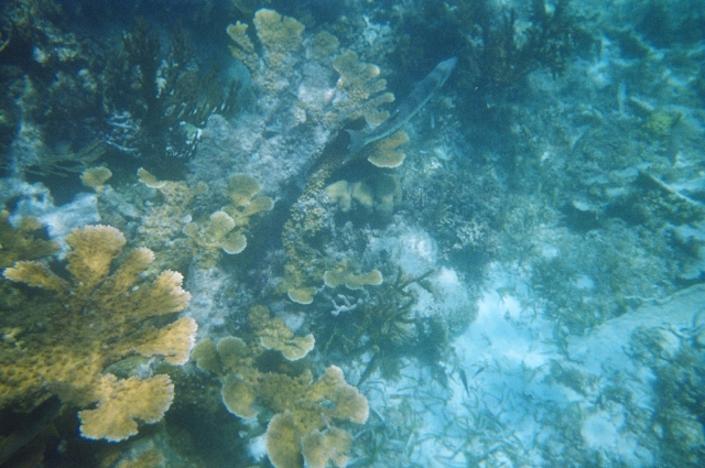 Descubre la vida marina